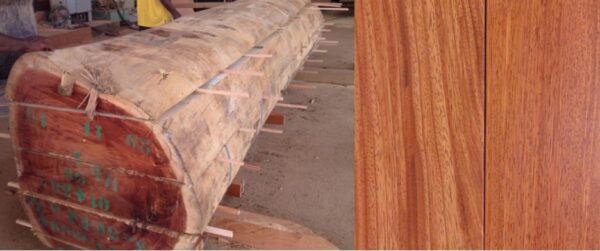 Hình ảnh gỗ gõ đỏ mới được khai thác để sản xuất sản phẩm
